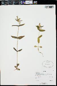 Gentianella amarella image