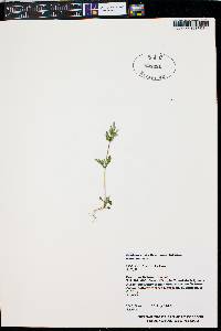 Gentianella amarella image