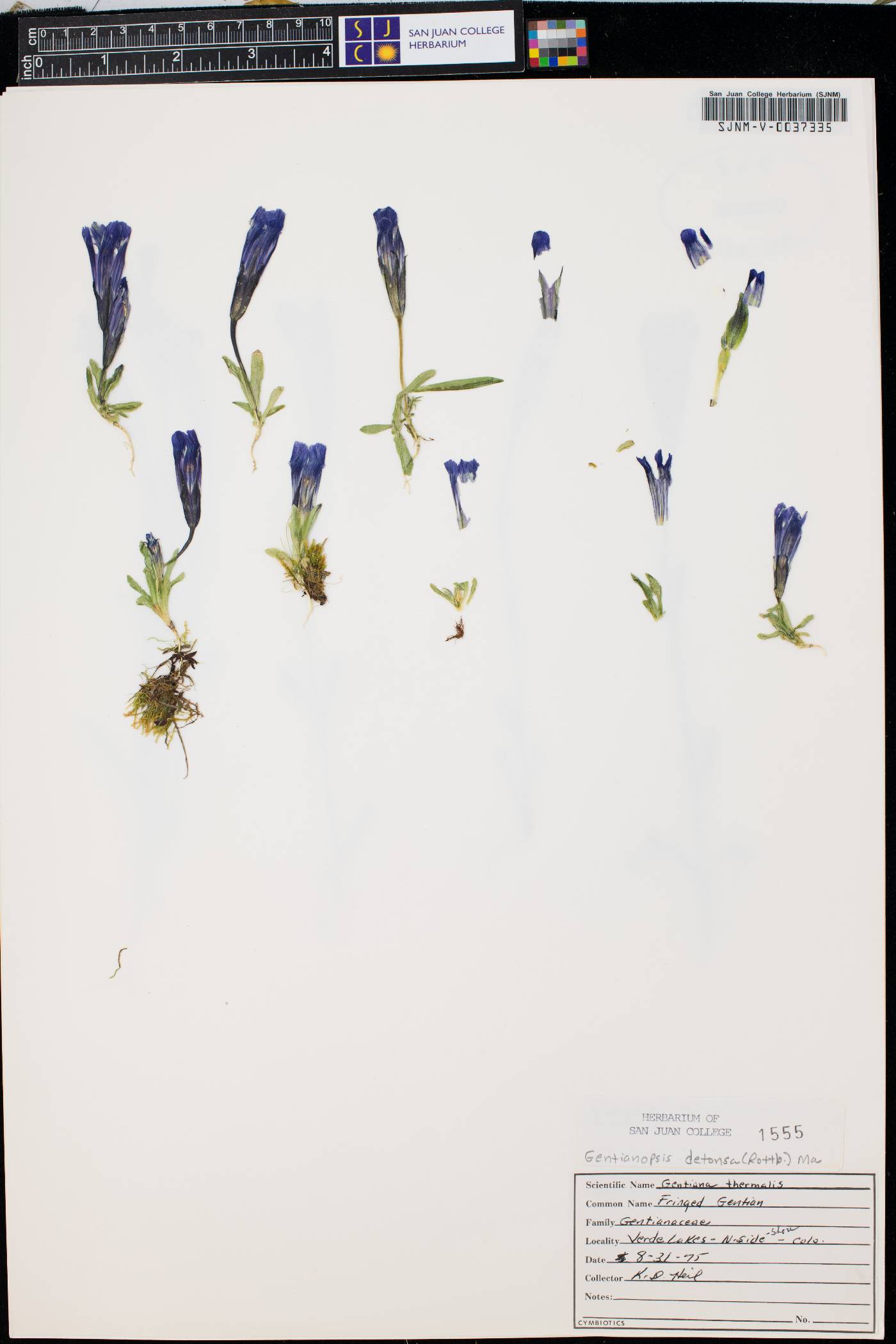 Gentianopsis detonsa image