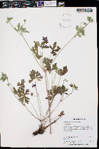 Geranium caespitosum image