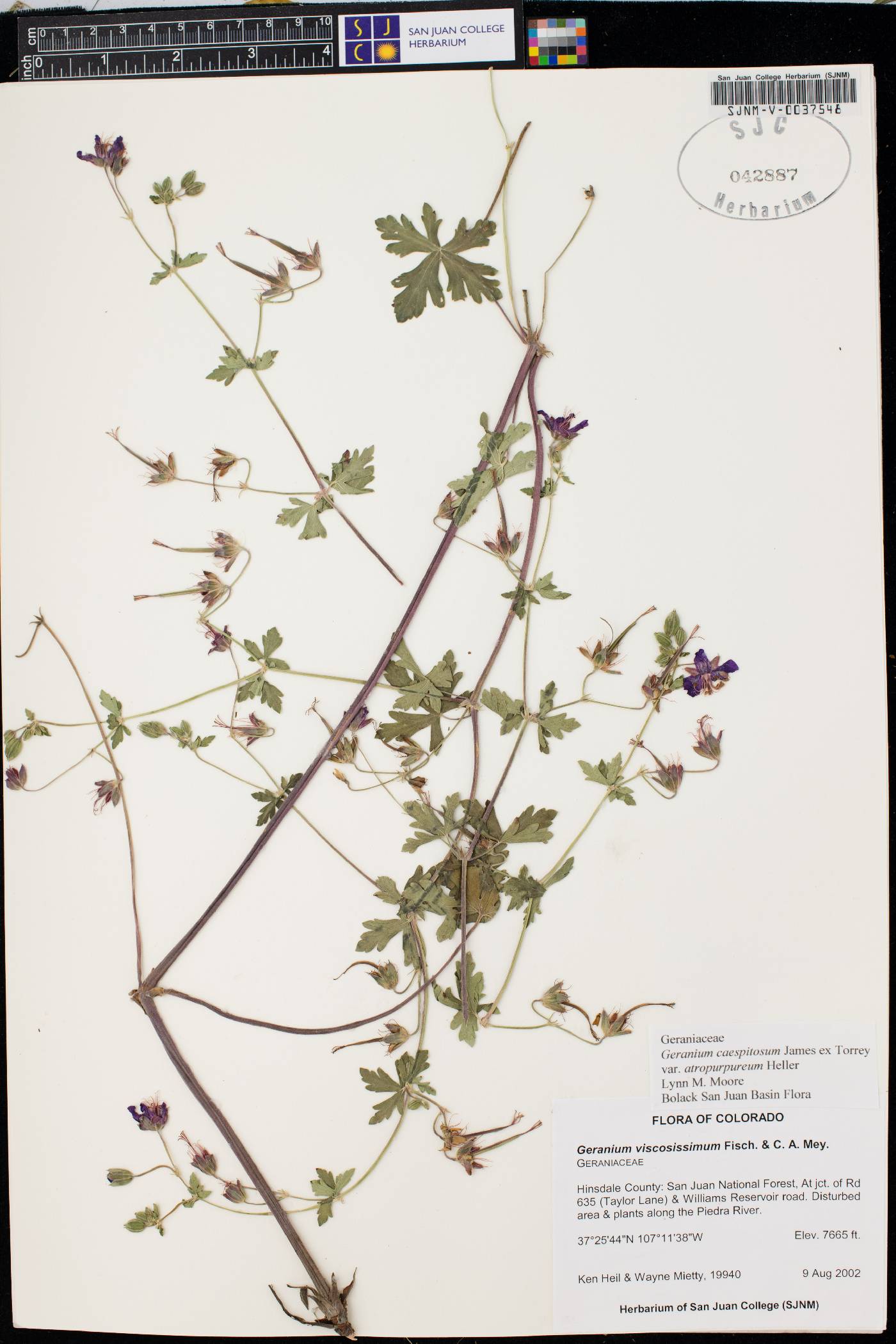 Geranium atropurpureum var. atropurpureum image