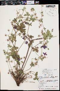 Geranium atropurpureum image