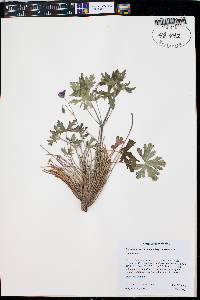 Geranium caespitosum image