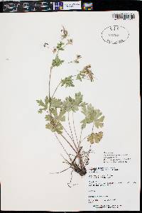 Geranium caespitosum subsp. caespitosum image