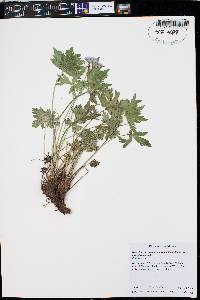 Geranium caespitosum image