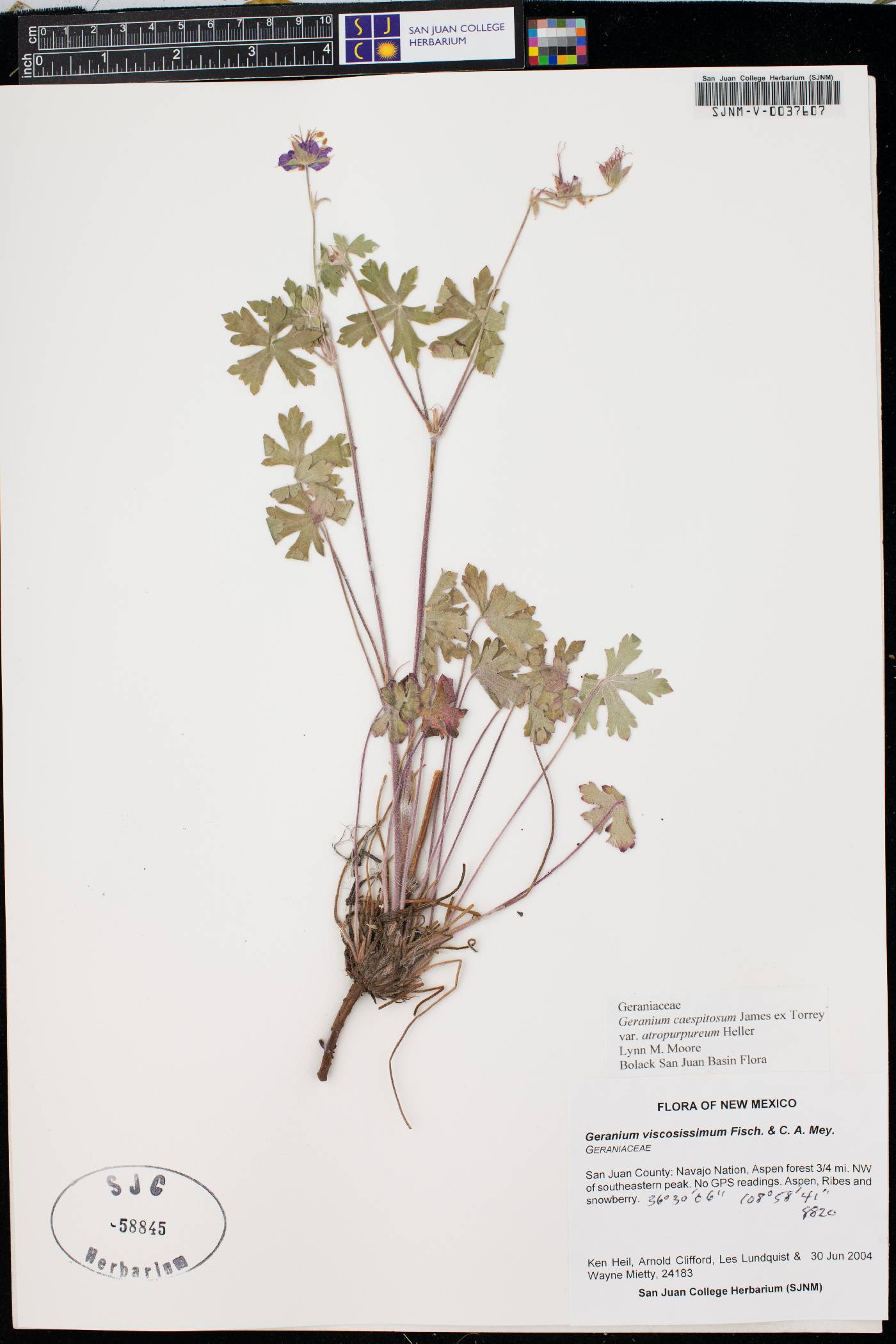 Geranium atropurpureum var. atropurpureum image