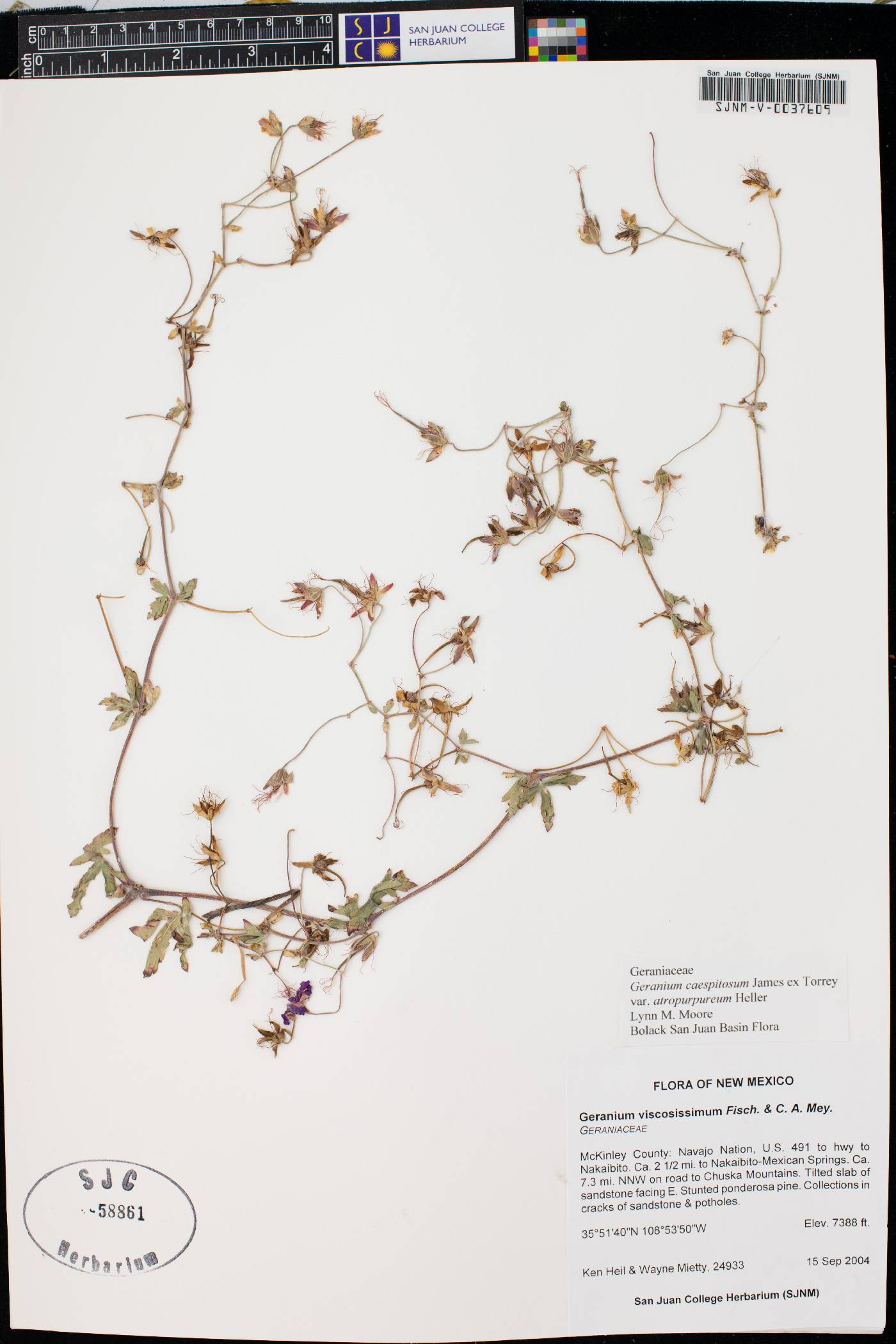 Geranium atropurpureum var. atropurpureum image