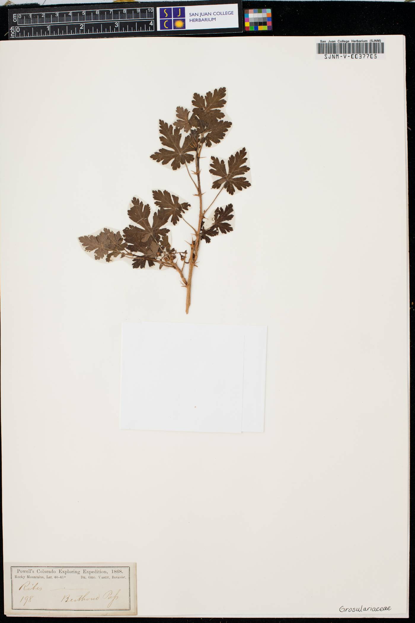 Ribes prostratum image