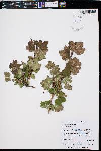 Ribes laxiflorum image