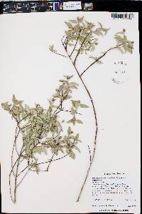 Philadelphus microphyllus image