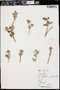 Jamesia americana var. californica image