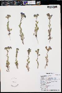 Phacelia crenulata image