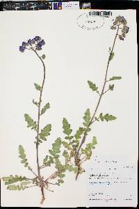 Phacelia crenulata image