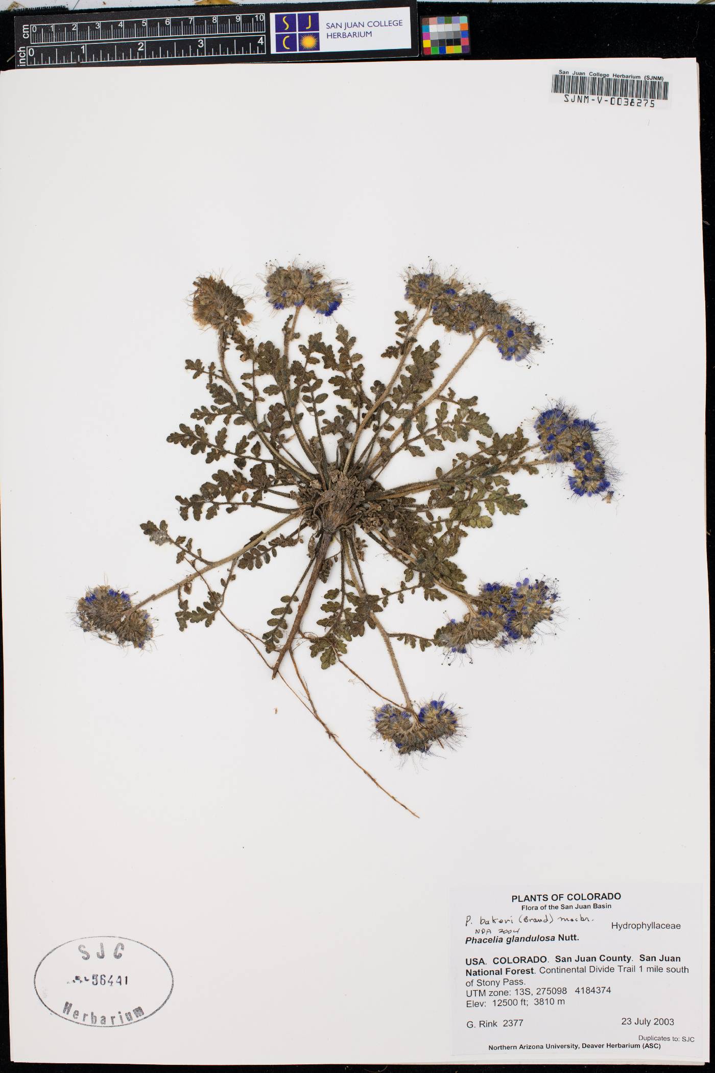 Phacelia bakeri image