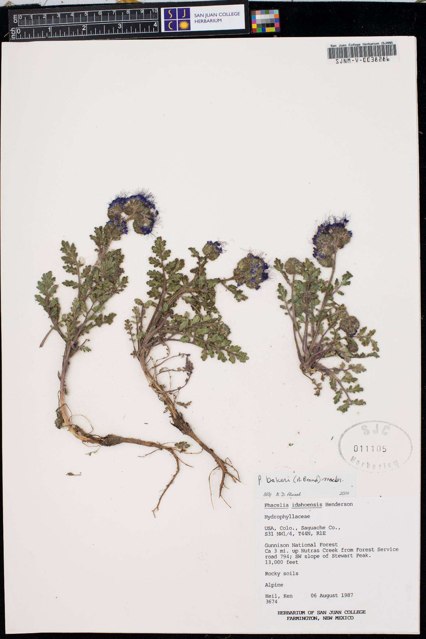 Phacelia bakeri image