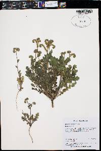 Phacelia caerulea image