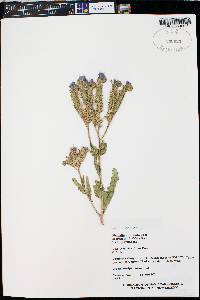 Phacelia crenulata var. corrugata image