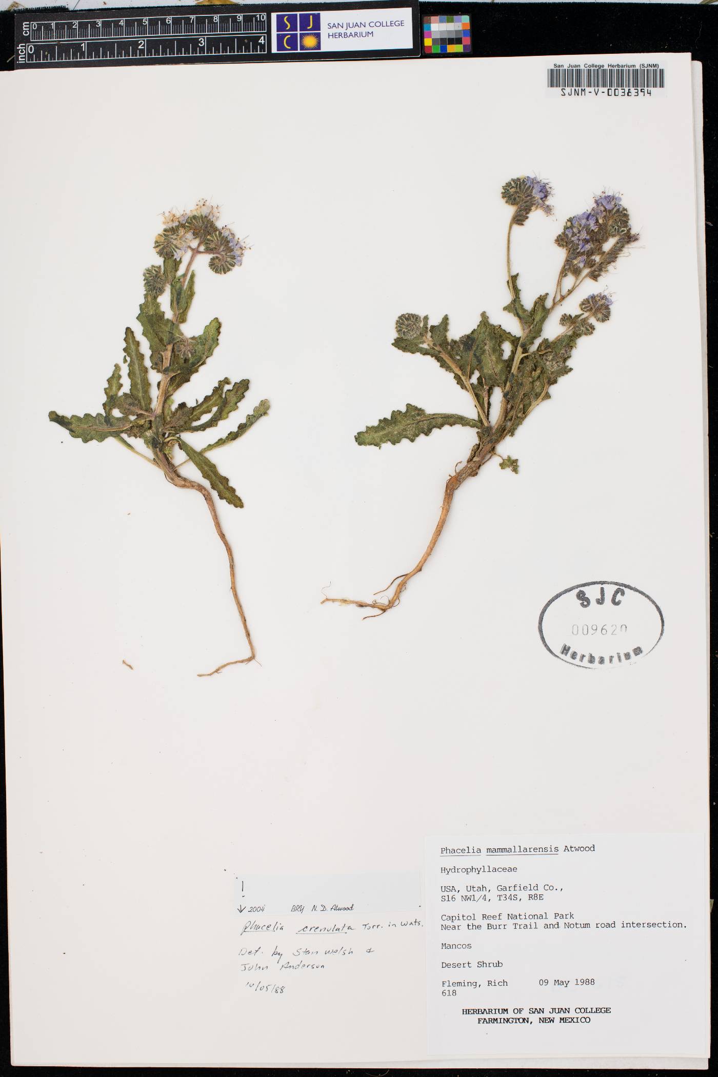 Phacelia crenulata var. crenulata image