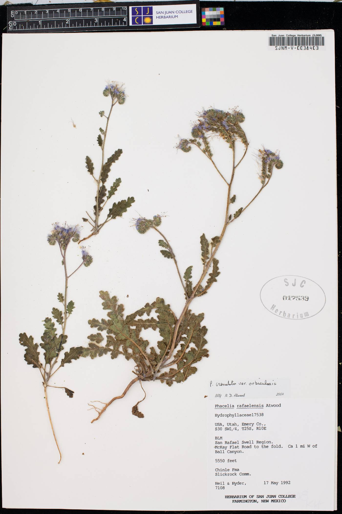 Phacelia crenulata var. orbicularis image