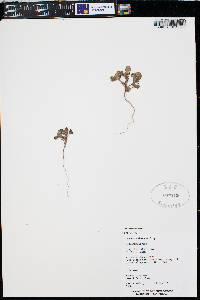 Phacelia demissa var. demissa image