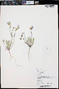 Phacelia fremontii image