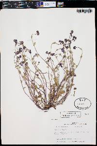 Phacelia glabra image