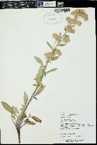 Phacelia heterophylla image
