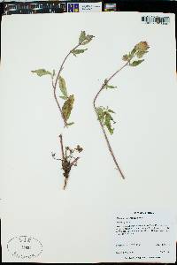 Phacelia heterophylla image