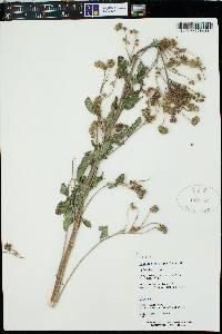 Phacelia heterophylla image