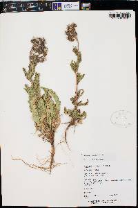 Phacelia integrifolia image