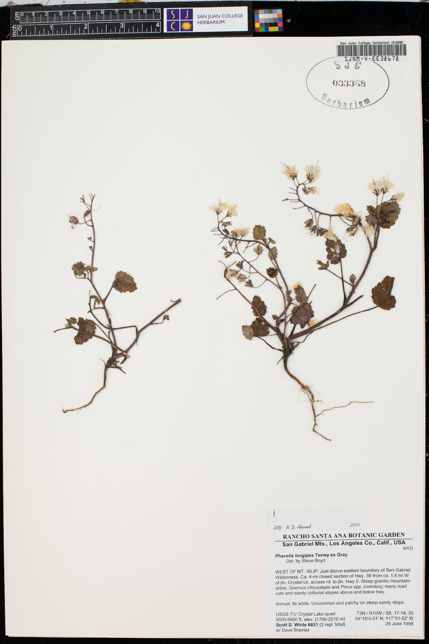 Phacelia longipes image