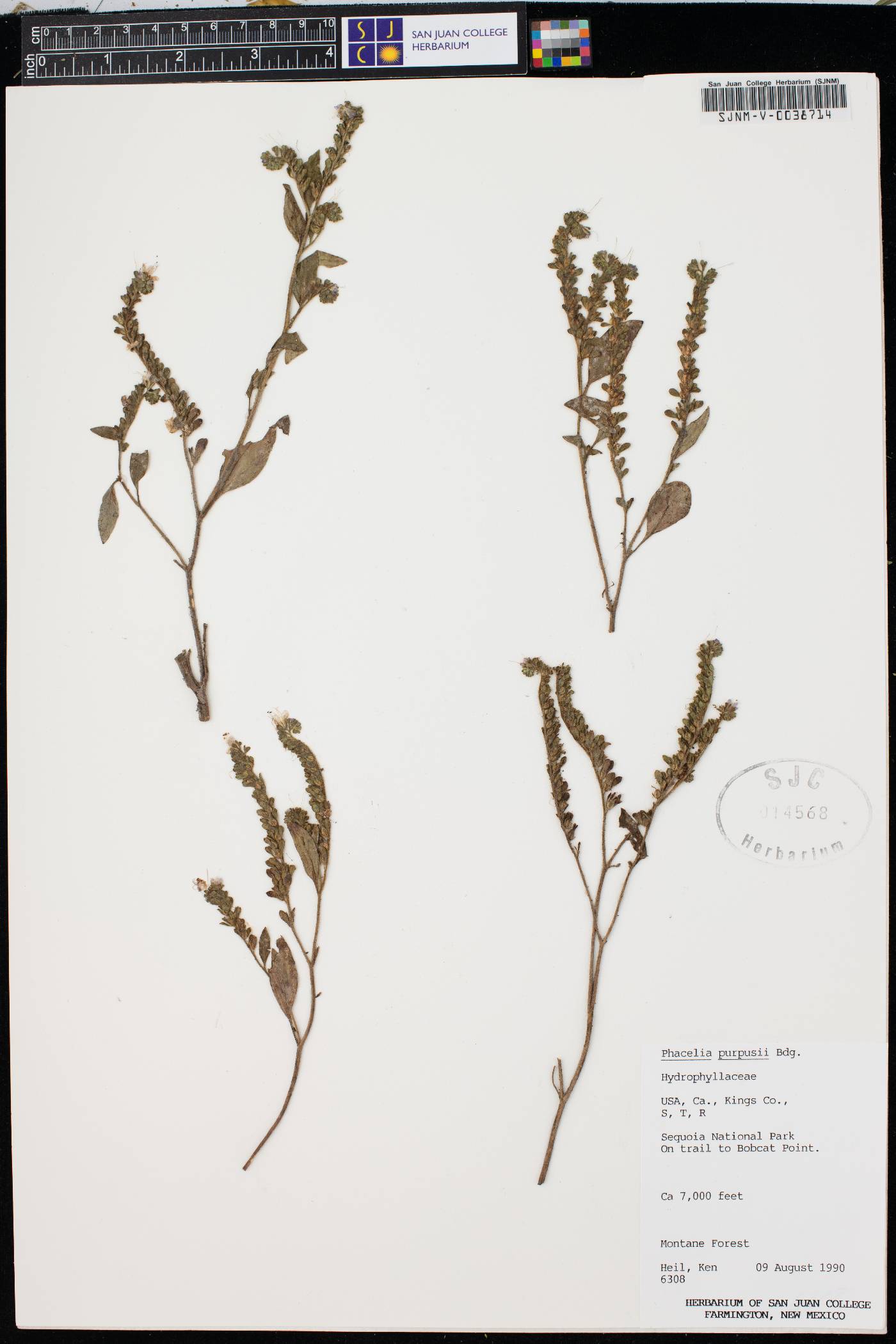 Phacelia purpusii image
