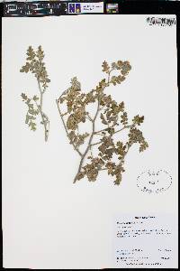 Phacelia rupestris image