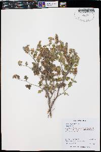 Phacelia rupestris image