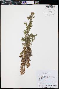 Phacelia rupestris image