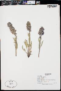 Phacelia sericea image