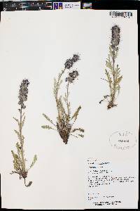 Phacelia sericea image