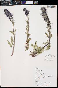 Phacelia sericea image