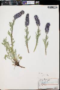 Phacelia sericea image