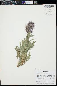 Phacelia sericea image