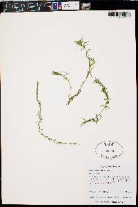 Elodea bifoliata image