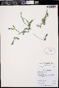 Elodea bifoliata image