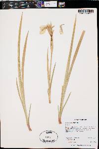 Iris missouriensis image