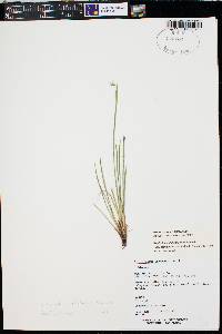 Sisyrinchium idahoense image