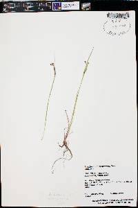 Sisyrinchium montanum image