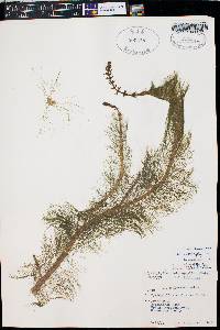 Myriophyllum heterophyllum image