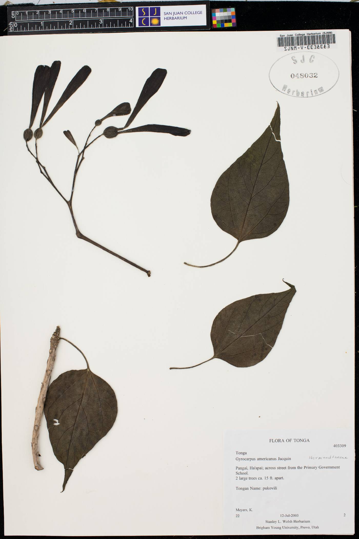 Gyrocarpus americanus image