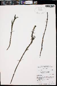 Hippuris vulgaris image