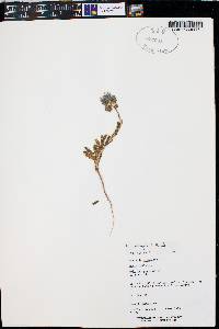 Phacelia crenulata image