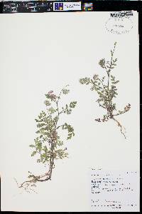 Phacelia cryptantha image